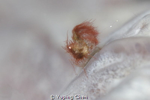Hairy Shrimp(with eggs)/Lembeh strait,Indonesia, Canon 5D... by Yuping Chen 